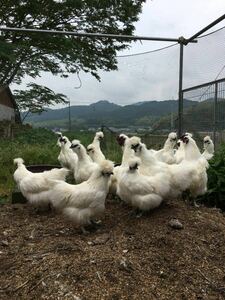 平飼い烏骨鶏の有精卵５個　期間限定値引き