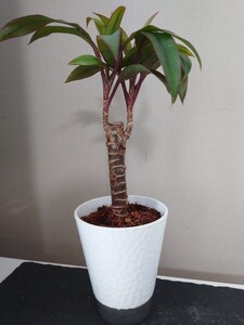 観葉植物 ドラセナパープルコンパクタ抜き苗 土上から約21cm鉢底から30cm木の部分の太さは約1.8cm