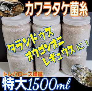 カワラタケ菌糸瓶☆初菌(一番菌)で作成！特大1500ｍ☆クヌギ１００％タランドゥスやオウゴンオニクワガタ、レギウスが巨大化☆アミノ酸配合