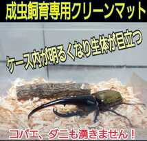 クワガタ、カブトの成虫管理はコレが一番です！針葉樹クリーンマット☆爽やかな香りでケース内が明るくなり生体が目立つ☆防ダニ消臭効果も_画像8