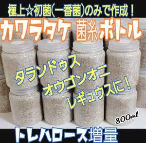 カワラタケ菌糸ボトル☆初菌(一番菌)で作成！800ｍ☆クヌギ１００％タランドゥスやオウゴンオニクワガタ、レギウスが巨大化☆アミノ酸配合