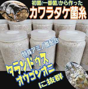 カワラタケ菌糸ボトル☆初菌(一番菌)で作成！800ｍ☆クヌギ１００％タランドゥスやオウゴンオニクワガタ、レギウスが巨大化！アミノ酸配合