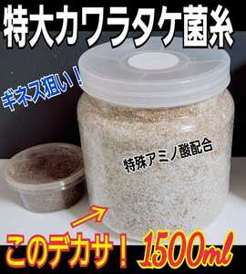 カワラタケ菌糸瓶☆初菌(一番菌)で作成！特大1500ｍ☆クヌギ１００％タランドゥスやオウゴンオニクワガタ、レギウスが巨大化！アミノ酸配合