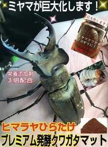 evolved! premium 3 next departure . stag beetle mat! nutrition addition agent * symbiosis bacteria 3 times combination * sawtooth oak, 100% feedstocks * Miyama * saw * rainbow color * common ta.!