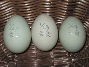 コールダック(色変わり) 孵化用卵 ３個