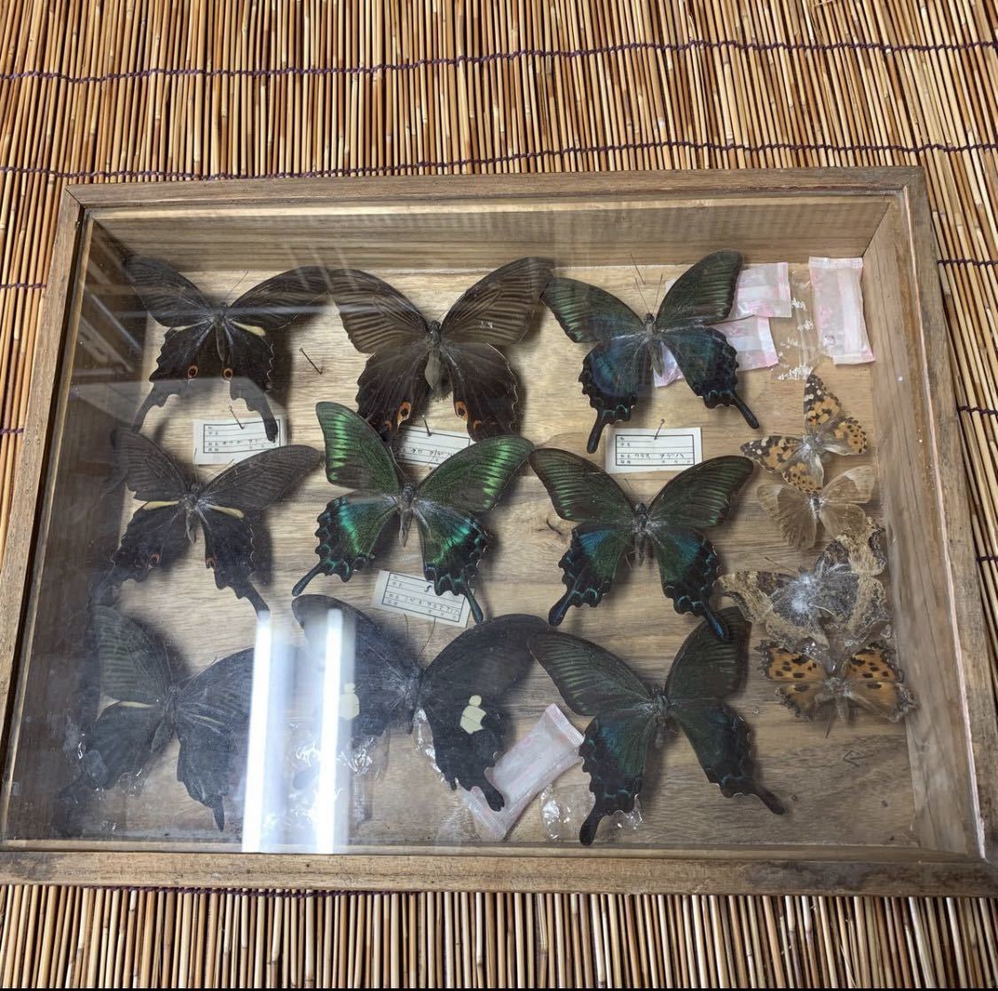 割引卸し売り 蝶標本　極美麗ミヤマカラスアゲハ春型♂♀北海道産　飼育品 その他