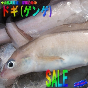 珍味な深海魚「特大ドギ3kg」コラーゲンたっぷりです!!