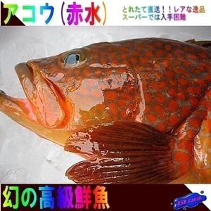 幻の超高級魚　「アコウ（赤水）1kg位 (代引発送)」 （キロ売り）とれたて山陰境港産