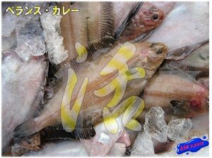 独特の風味「活ベランスカレイ大-3kg」超珍味、ツウにも大人気!!