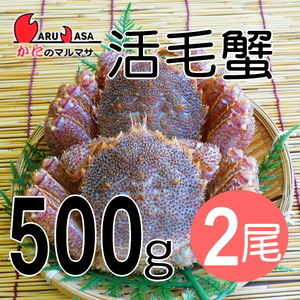 【かにのマルマサ】活蟹専門店 北海道産 活毛ガニ500g 2尾セット
