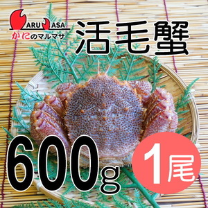 【かにのマルマサ】活蟹専門店 北海道産特大活毛ガニ600g 1尾セット