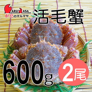 【かにのマルマサ】活蟹専門店 北海道産特大活毛ガニ600g 2尾セット