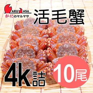 【かにのマルマサ】活蟹専門店 北海道産 活毛ガニ4キロ詰10尾セット