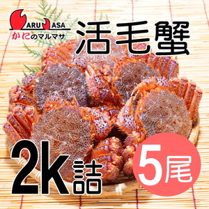 【かにのマルマサ】活蟹専門店 北海道産 活毛ガニ2キロ詰5尾セット
