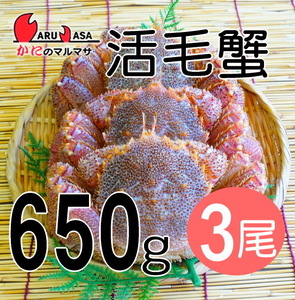 【かにのマルマサ】活蟹専門店 北海道産 特大活毛ガニ650g 3尾セット
