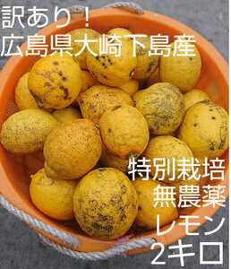 【訳あり】無農薬！広島県大崎下島産 特別栽培レモン 2キロ