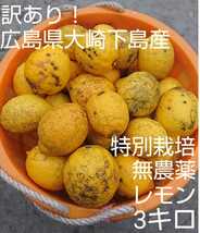 【訳あり】無農薬！広島県大崎下島産 特別栽培レモン 3キロ_画像1
