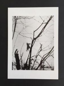 【ウィリー・ロニ】16種展開パリ paris 写真家 Willy Ronis 13 印刷物 ポストカード 木製額装31×26 cm ウィリー・ロニス 写真 絵柄違い有