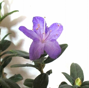 ◆珍しい藍紫花シャクナゲ：ラスティックメイド　苗◆