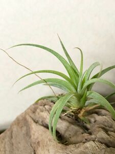 【FrontierPlants】チランジア・レディーズベスト　T.Redy's Best (T. streptophylla × T. concolor) エアープランツ