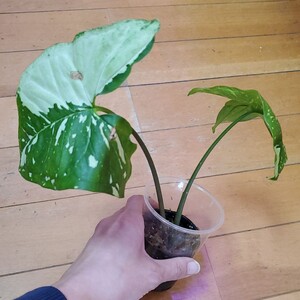 シンゴニウム シンゴニューム パンダ カット苗