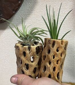 エアプランツ エアープランツ