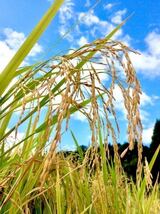 令和3年産【丹波産】インディカ 精米 -特別栽培米- “星かぐわ” 450g_画像2
