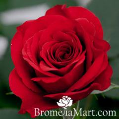 ヤフオク ミニバラ 品種の中古品 新品 未使用品一覧 ヤフオク ミニバラ 品種の中古品 新品 未使用品一覧