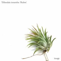 チランジア イオナンタ 'ルブラ' S size (エアープランツ ティランジア ionantha 'Rubra')_画像1