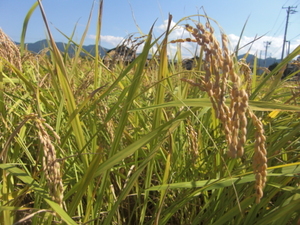 令和3年産 新米 こだわり特別栽培米 新潟コシヒカリ 30kg 中米