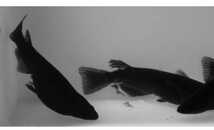 【諏訪めだか】【有精卵】　オロチメダカ（飛鳥系）の有精卵　20個+α　人気の黒メダカ_画像3