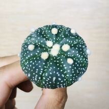 16 アストロフィツム 大疣ドーナツ兜 墨斑 実生 多肉植物 サボテンAstrophytum asterias “Donutkabuto”_画像2