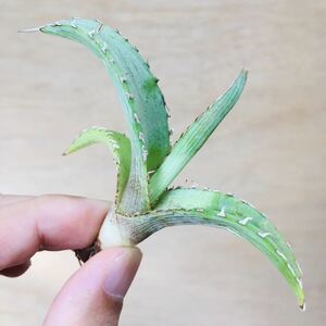 3 アガベ キシロナカンサ ブルー ロングスパイン 強棘短葉タイプ 実生 多肉植物 Agave xylonacansa “Blue”