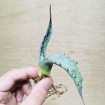 3アガベ サルミアナ フェロックス 黒棘タイプ 実生 多肉植物 Agave Salmiana var.ferox_画像5