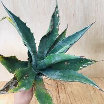 1アガベ プロトアメリカーナ ジェントリー 濃緑巾広葉タイプ 実生 大苗 多肉植物 Agave americana ssp. protamericana Gentry_画像3