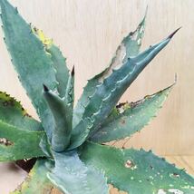 1アガベ プロトアメリカーナ ジェントリー 濃緑巾広葉タイプ 実生 大苗 多肉植物 Agave americana ssp. protamericana Gentry_画像7