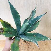 1アガベ プロトアメリカーナ ジェントリー 濃緑巾広葉タイプ 実生 大苗 多肉植物 Agave americana ssp. protamericana Gentry_画像2