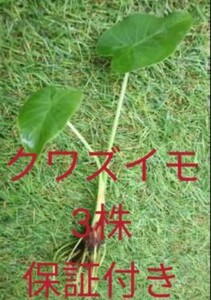クワズイモ 3株