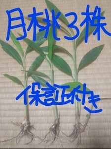 月桃 苗 3株