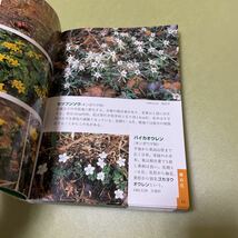 信州 野山の花　野草植物_画像4