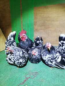 碁石矮鶏（雄雌異血グループ）、種卵、有精卵6個