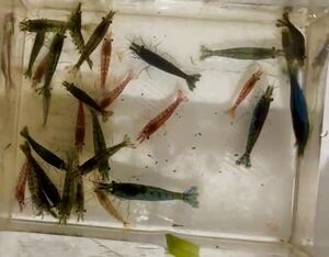 ミナミヌマエビ 色選択 ２０匹 自家繁殖、送料無料 ベルベットブルー ブラック レッド 極火 チェリーシュリンプ メダカ 金魚 シュリンプ