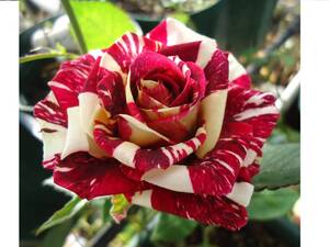 切り花の値段と価格推移は 1 1件の売買情報を集計した切り花の価格や価値の推移データを公開 切り花の値段と価格推移は 1 1件の売買情報を集計した切り花の価格や価値の推移データを公開