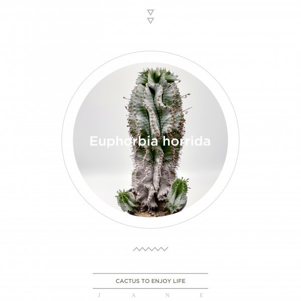 安い購入 サボテン ユーフォルビア ホリダ Euphorbia 輸入球 抜苗 多肉植物 コーデックス 塊根植物 パキポディウム オベサ 最も優遇 安い購入 サボテン ユーフォルビア ホリダ Euphorbia 輸入球 抜苗 多肉植物 コーデックス 塊根植物 パキポディウム オベサ 最も優遇