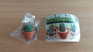 【ガチャガチャ】エポック社 小さなサボテンマスコット (エルサム) 観葉植物 ミニチュア ボールチェーン付き