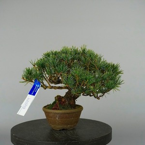 五葉松 ごようまつ Pinus parviflora ゴヨウマツ マツ科 常緑針葉樹 観賞用 盆栽 小品 現品