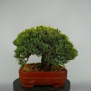 五葉松 ごようまつ Pinus parviflora ゴヨウマツ マツ科 常緑針葉樹 観賞用 盆栽 小品 現品