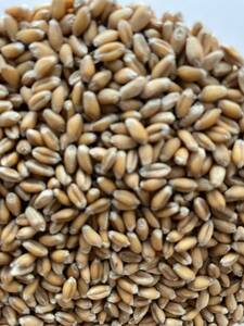 うどん用小麦　麦　小麦粉国産　30キロ