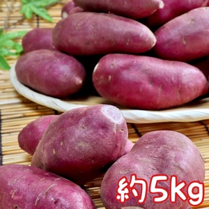 紫芋 ムラサキイモ 希少品種/パープルスイートロード5kgわけあり/倉庫に眠っている死蔵在庫処分品