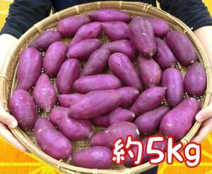紫芋/ ムラサキイモ 希少品種/パープルスイートロード5kgわけあり/倉庫に眠っている死蔵在庫処分品
